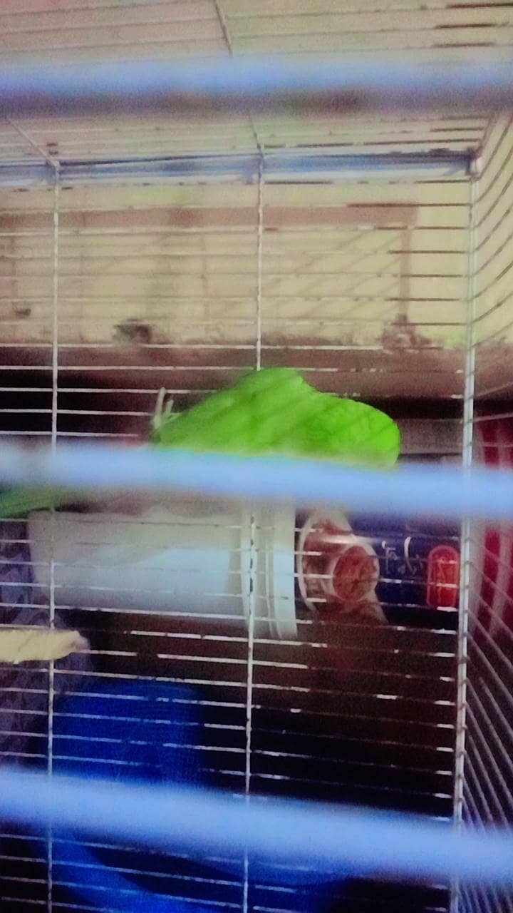 parrot 3