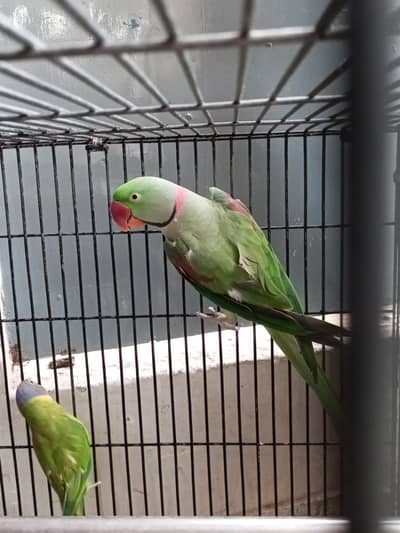 parrot for sale