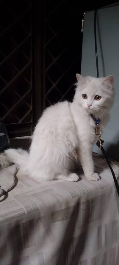 for sale urgent