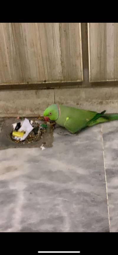 Green parrot talking