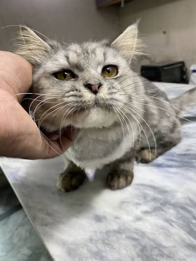 Cute male cat