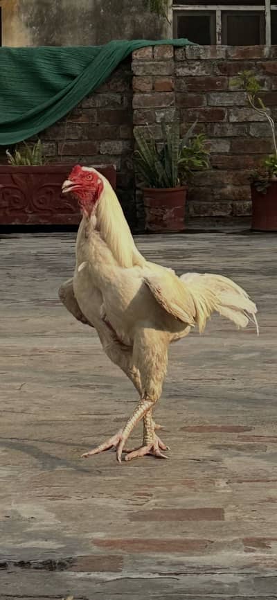 Strong Bloodline Pure Quality Heera Chicks