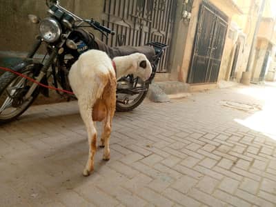 dumba for sell healthy and active