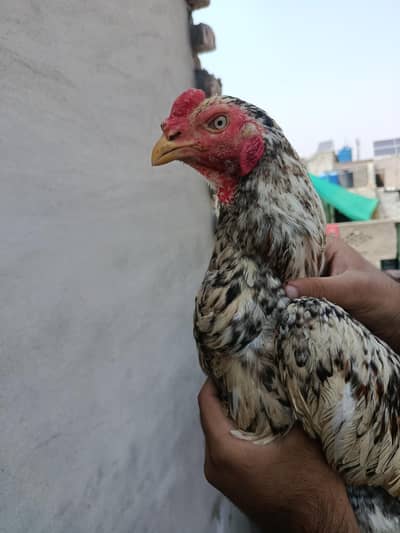 pure aseel shamo murga male