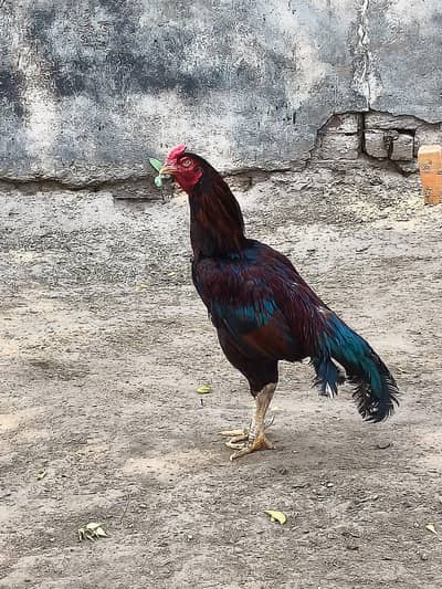 aseel chicks