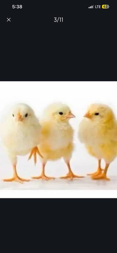 Chicks