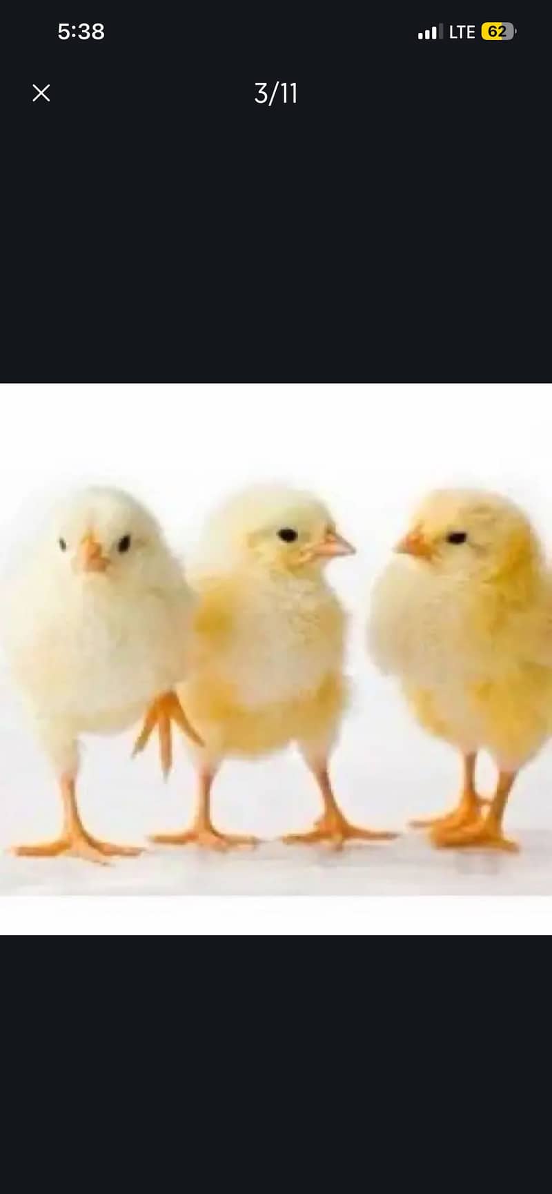 Chicks 0