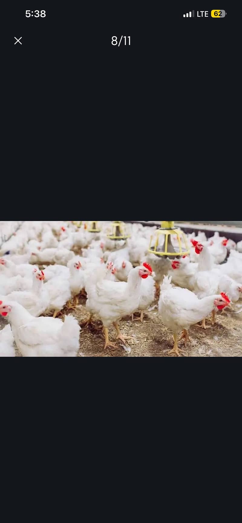 Chicks 1