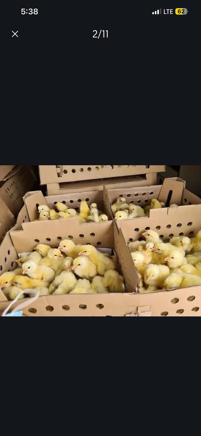 Chicks 2