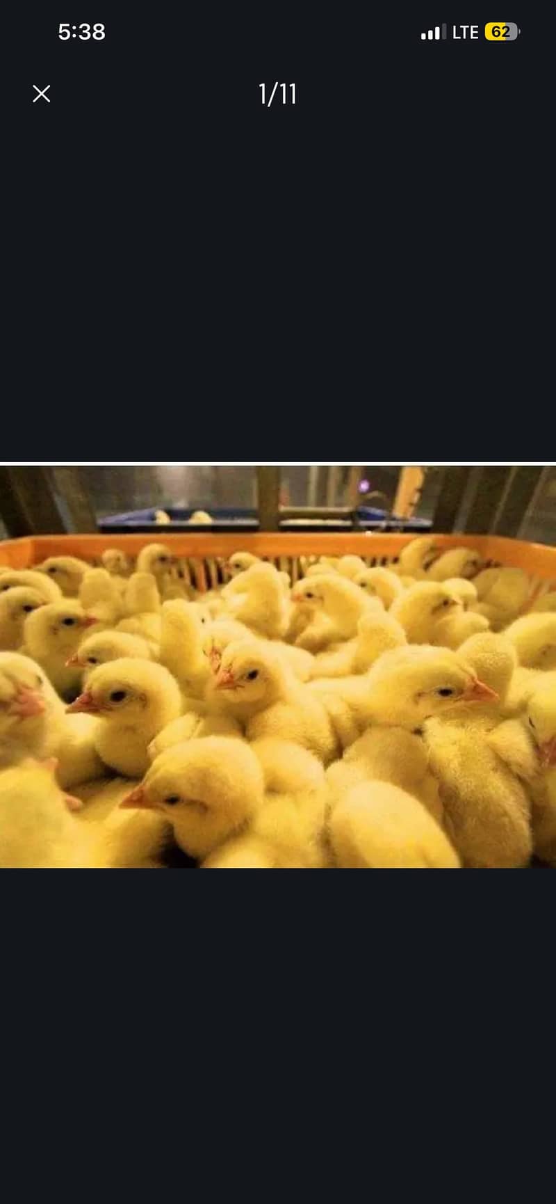 Chicks 3