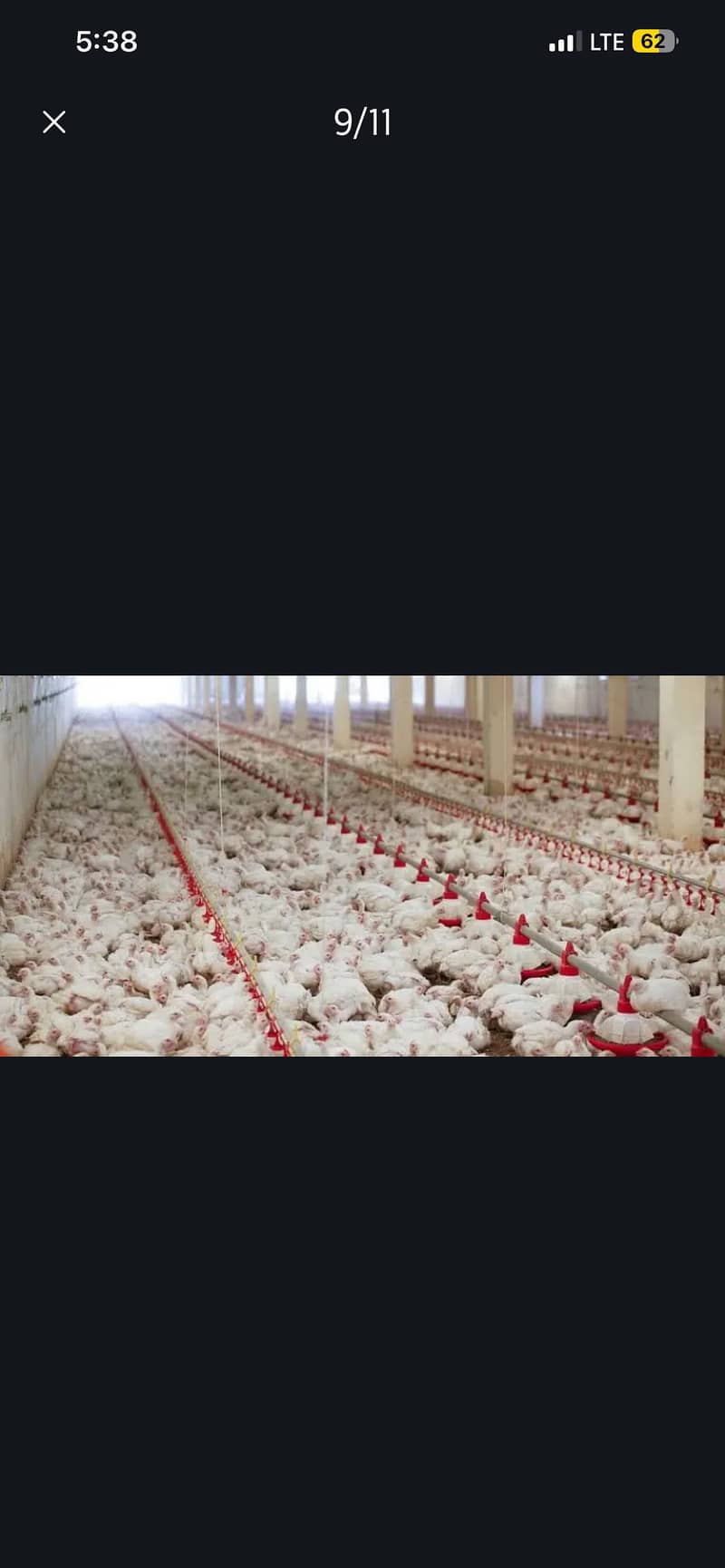 Chicks 5