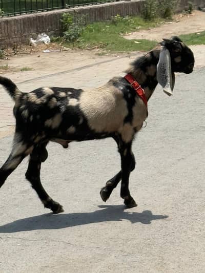 bakra