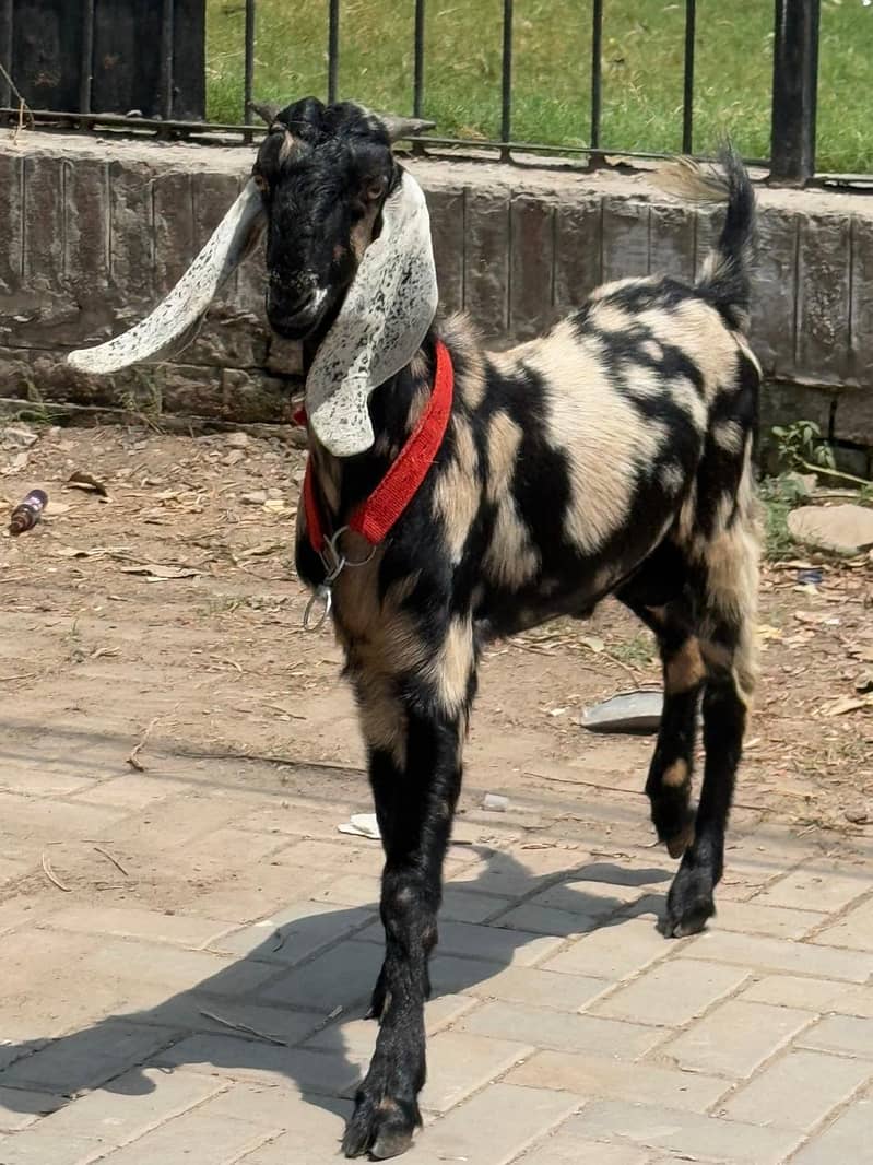 bakra 1
