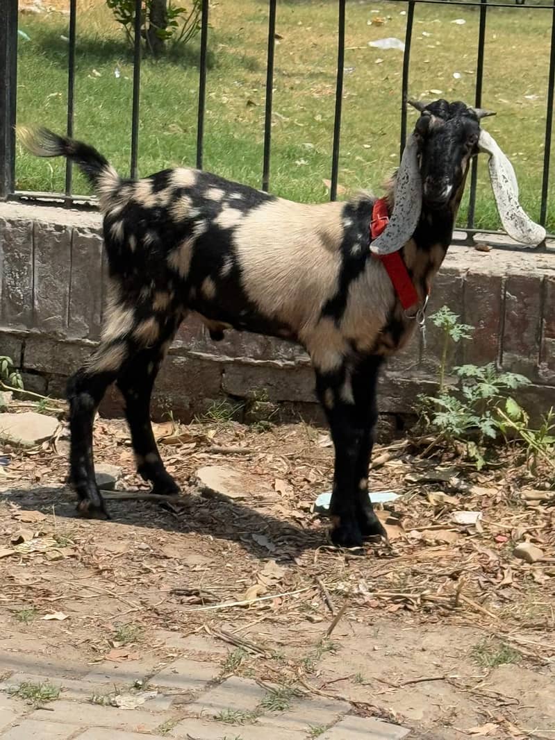 bakra 2