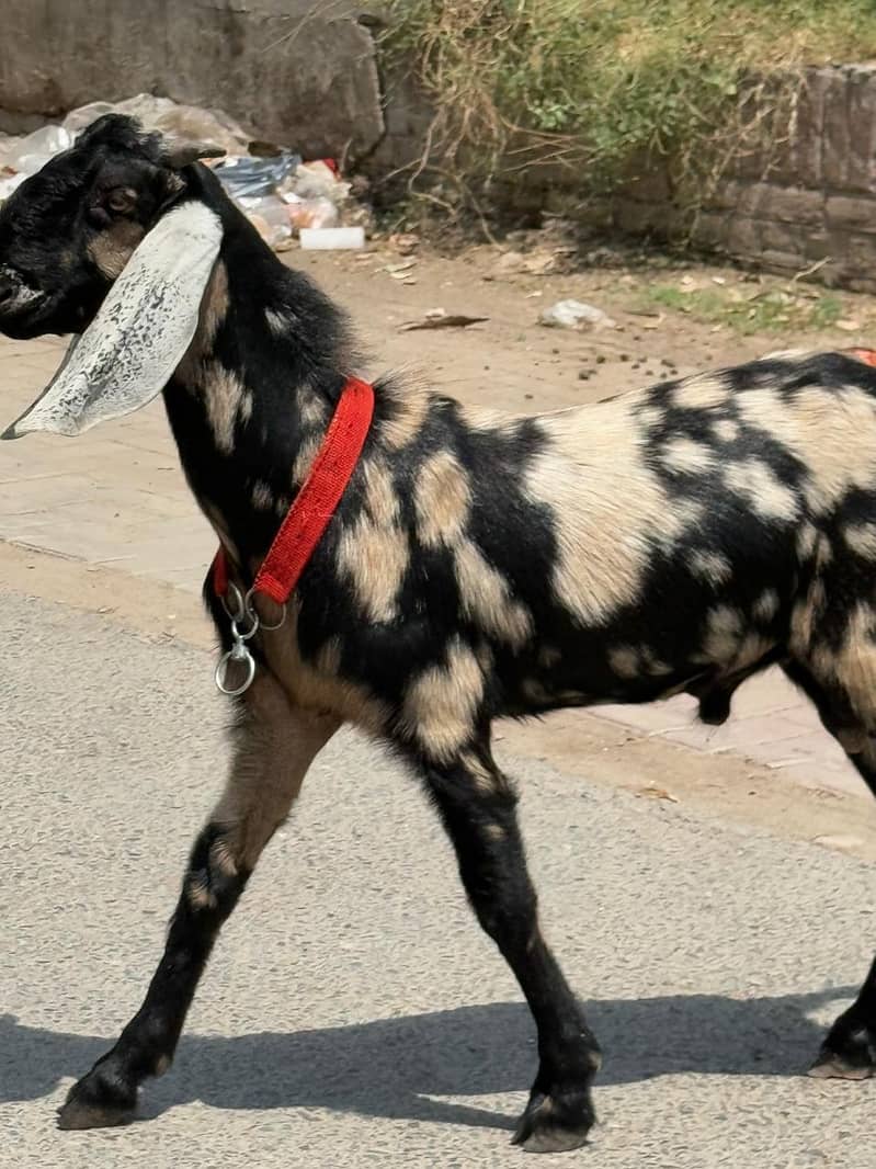 bakra 3