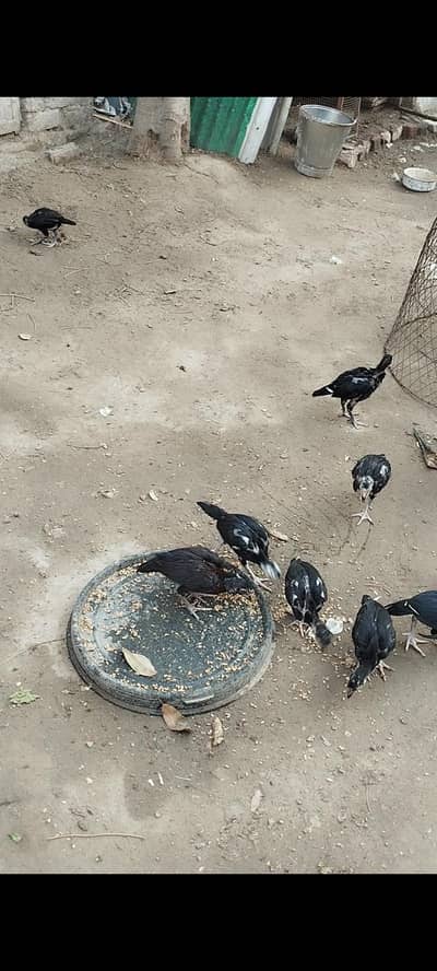 Mianwali Aseel chicks