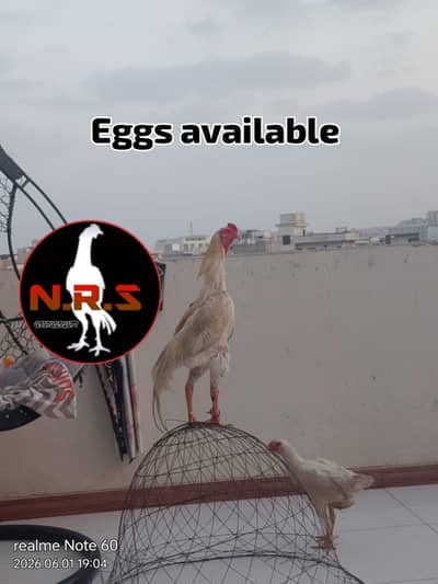 white o shamo swing split eggs available urgent sale