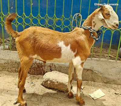 2 dant andu bakre