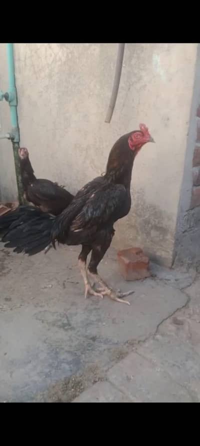 pure panus patha high quality long height