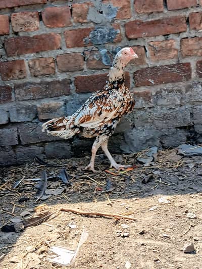 cheeni murgi big size full active and healthy