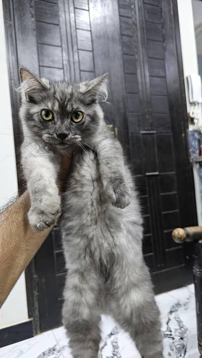 Persian Cats for sale