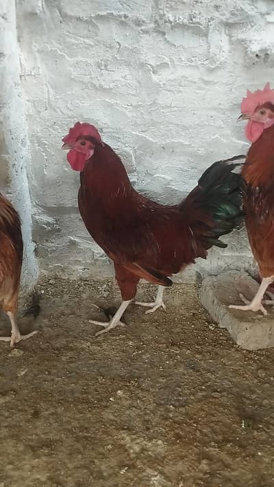 4 Dasi Murgai 2000 /piece near 2kg