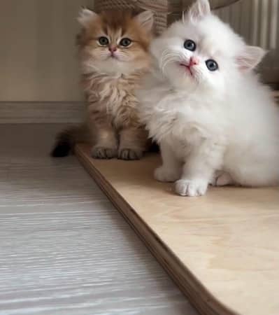 Persian kittens sana whatp 03188125506€**€