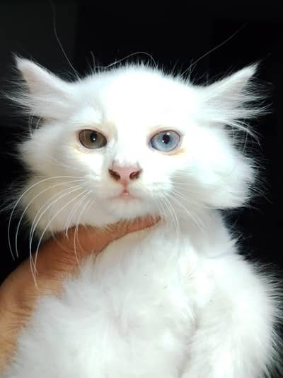 White Persian cat
