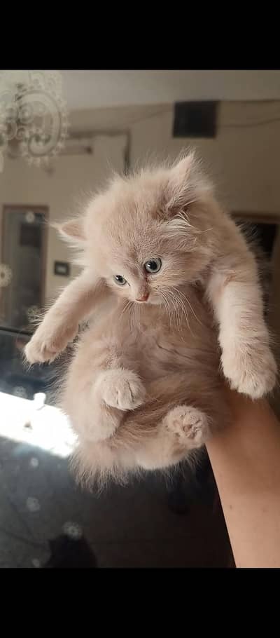 Persian kittens triple coat