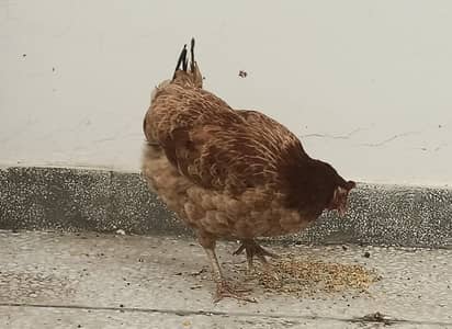 pure dasi murgi hen for sale