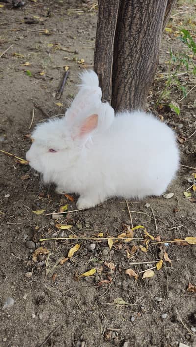 English angora Breeder female
