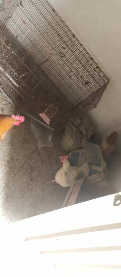 new hampshire Americanhen and rooster pair for sale