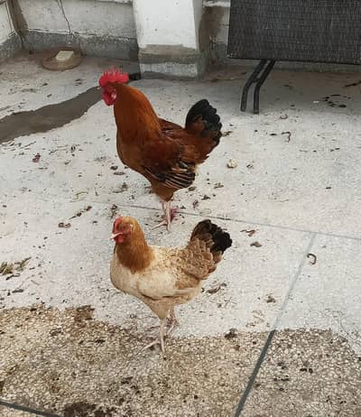 new hampshire American hen and rooster pair for sale
