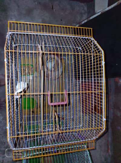 parrot