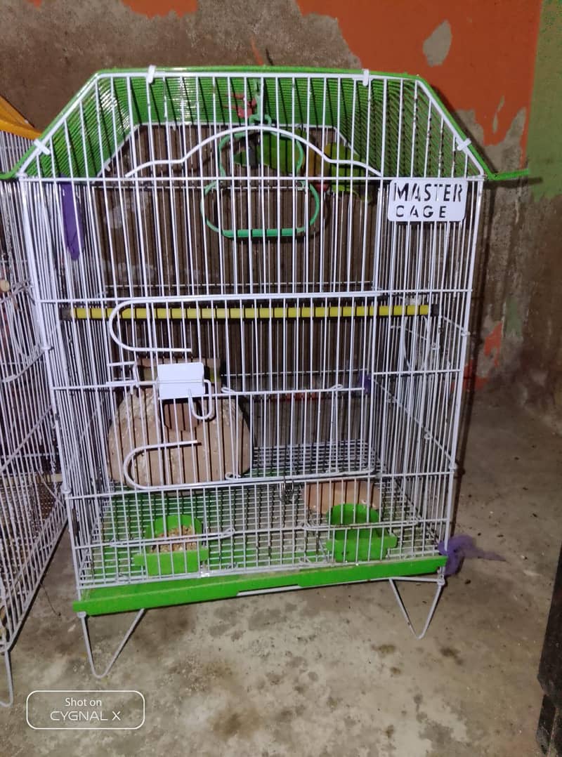 parrot 3