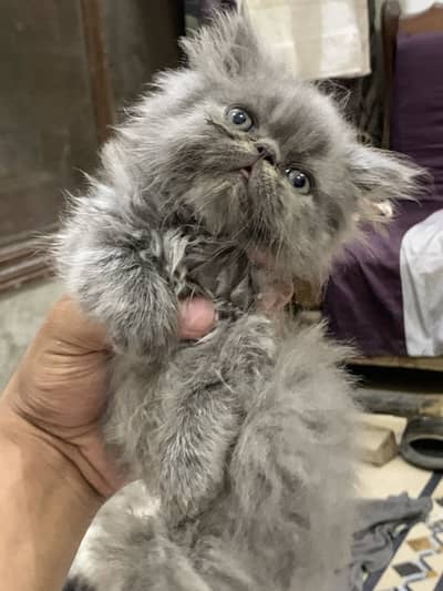 Peke kitten