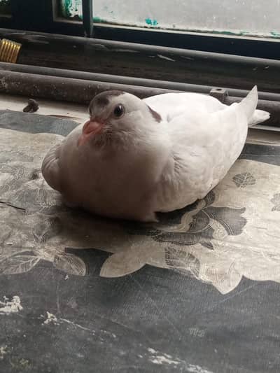 Sherazi Long Beak baby Pigeon.