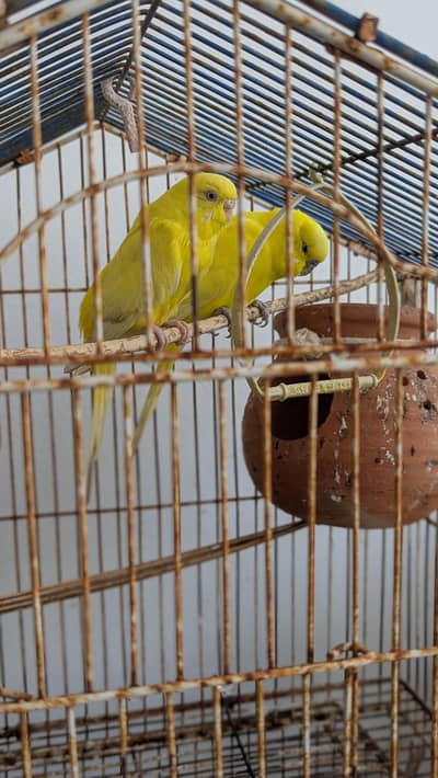 Healthy &Active Budgies For Sale