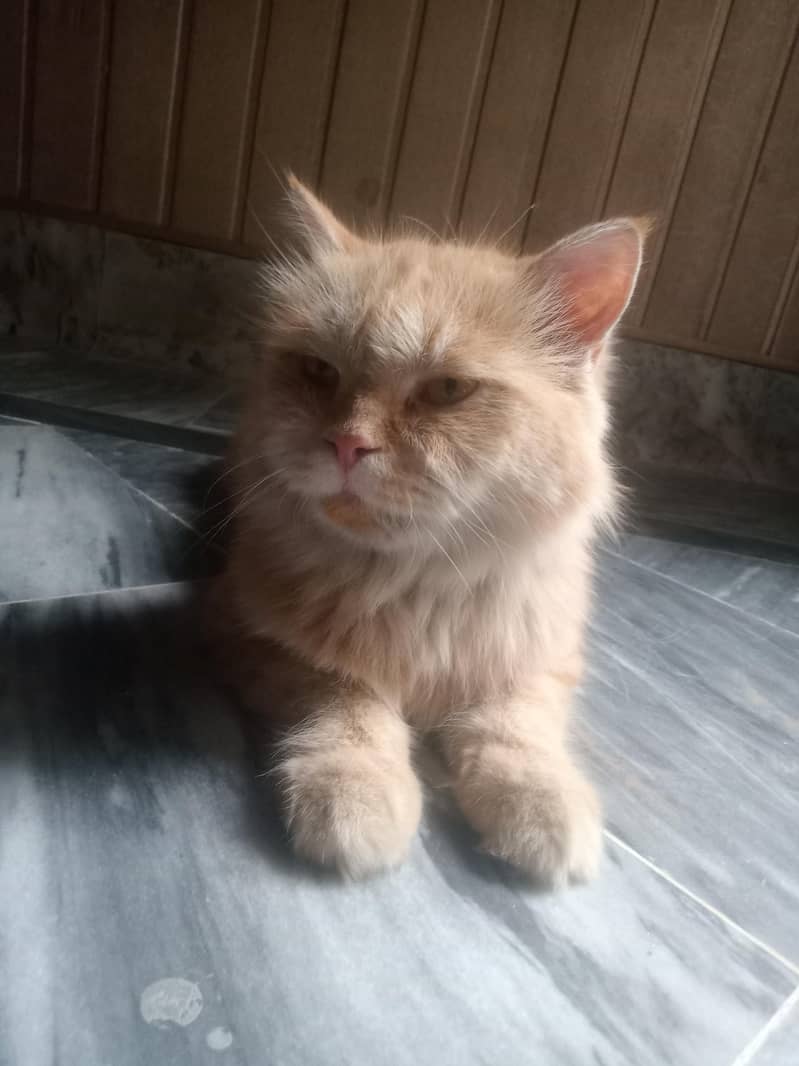 brown cat 0