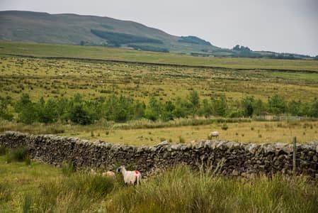 Agriculture land