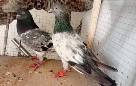 pigeon