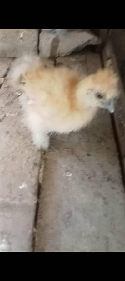 Silkie chicks for sale