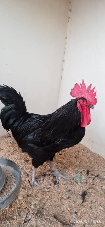 adult australoop male available healty active excellent quality