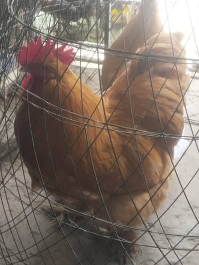 Golden buff 2 male 5500 eich pice