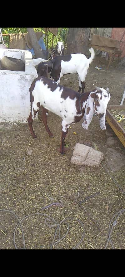Punjabi bakri