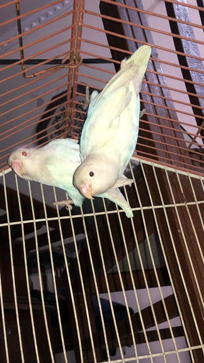 Lovebirds pair for sale