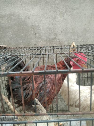 4 chickens for sale 1000 per chicken