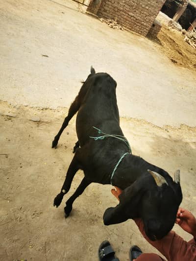 Pure Black Desi female goat