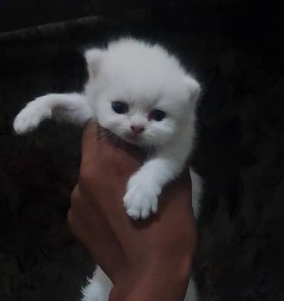 kitten for sale
