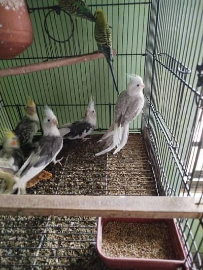 urgent for sale